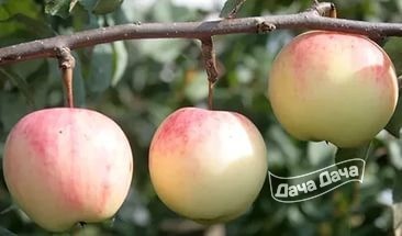 Яблоня зимняя Куликовское