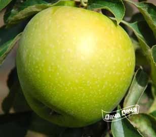 Яблоня зимняя Патриот