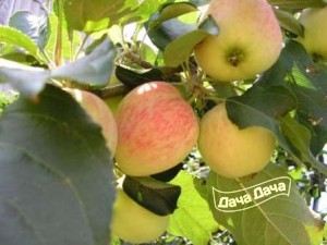 Яблоня зимняя Ренет татарский