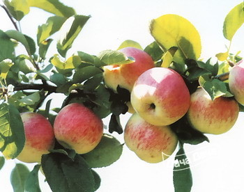 Яблоня зимняя Утренняя звезда