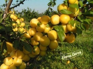 Слива китайская Светлана Приморская