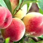 Персик Памяти Родионова