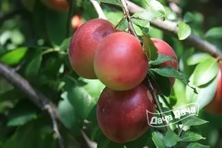 Алыча Анастасия