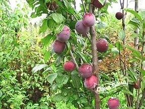 Алыча Колонновидная