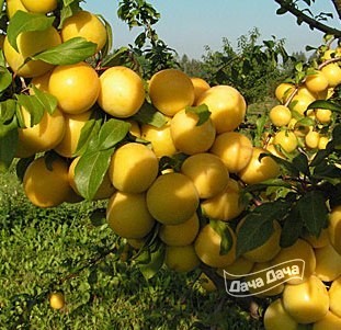 Алыча Царская