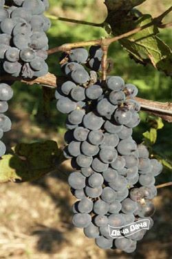 Виноград Барон