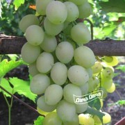 Виноград Виагра
