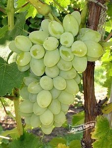 Виноград Золотой Дон