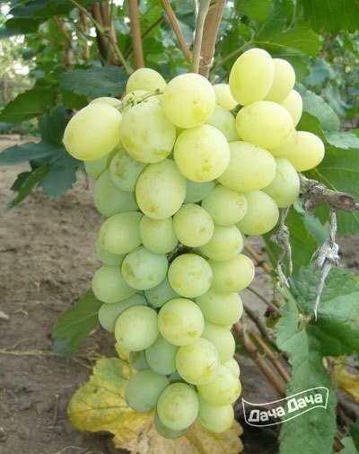 Мускат хрустальный виноград описание сорта фото