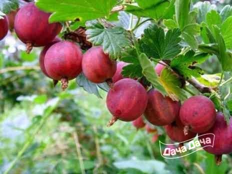 Крыжовник Уральский розовый