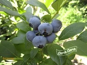 Черника Блустар 701