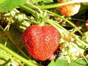 Клубника садовая Деснянка кокинская