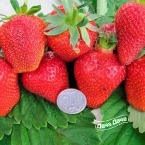Клубника садовая Ирма