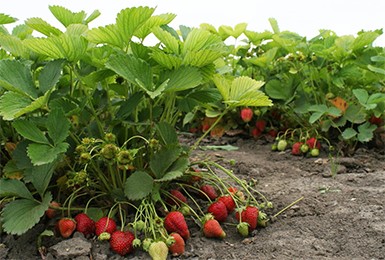 Клубника садовая Полка