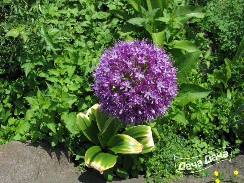 Аллиум (Лук декоративный)