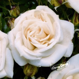 Роза Ла Палома