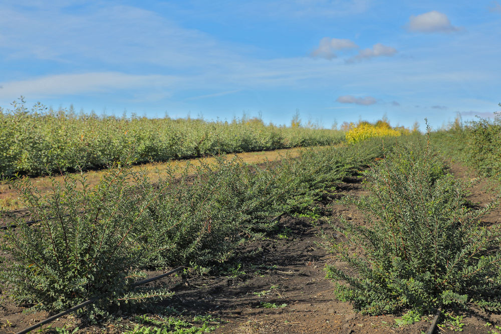 Гарден Маркет