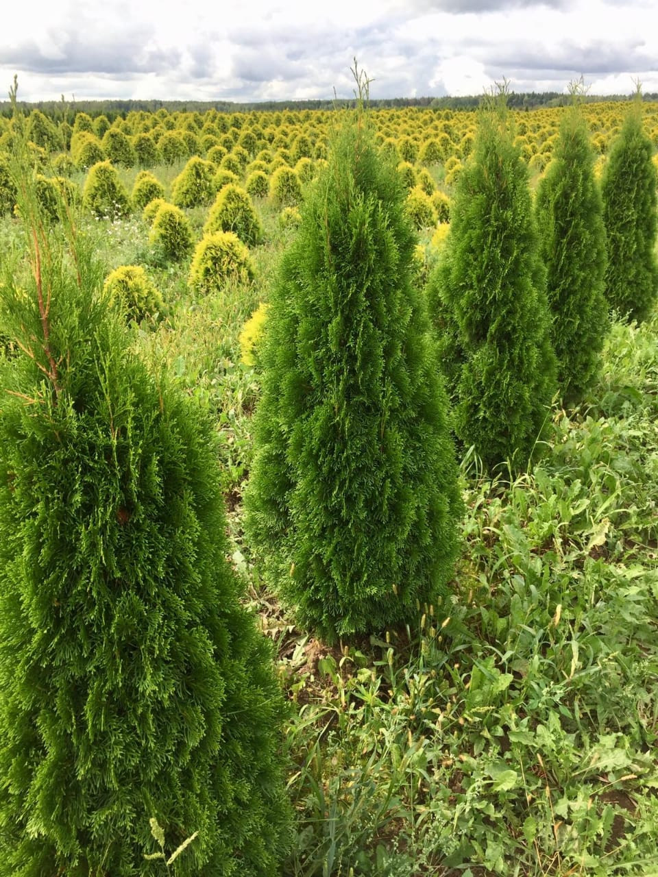 Fixgarden. Фиксгарден