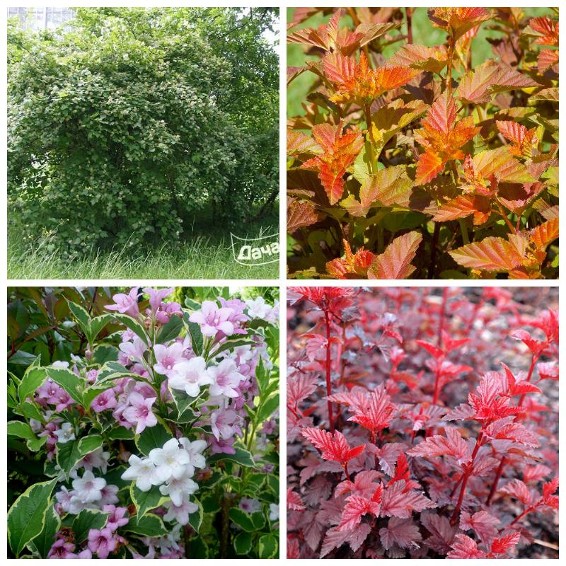 Аллейная посадка