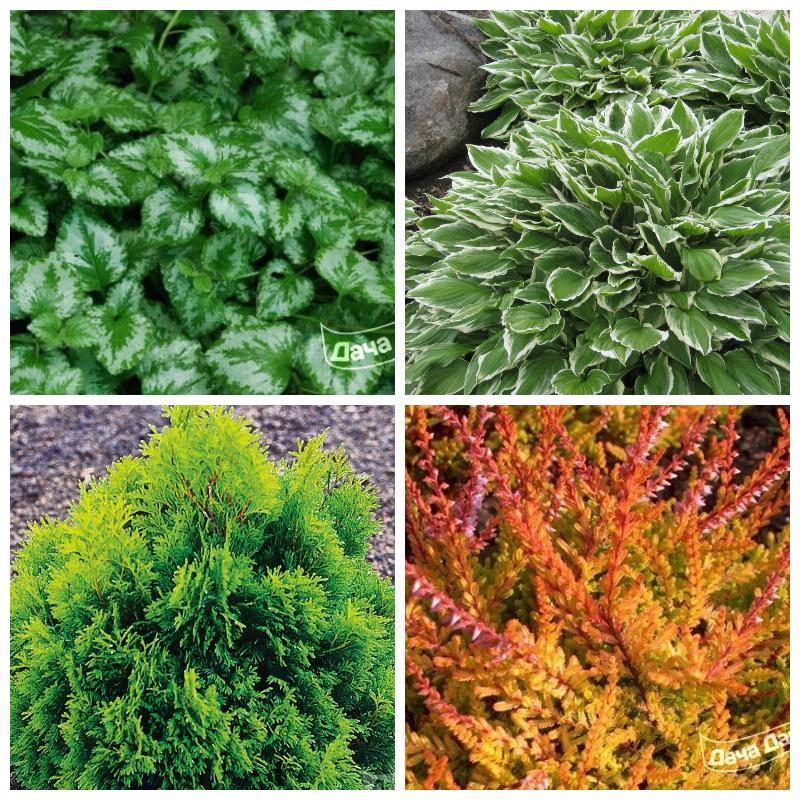 Альпинарий