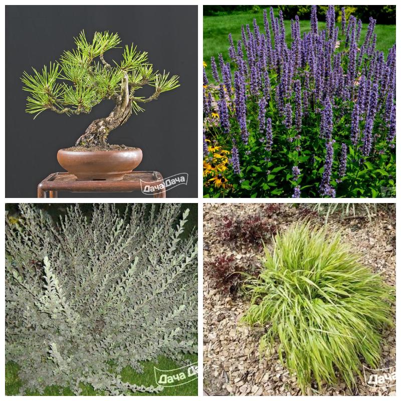 Китайский сад