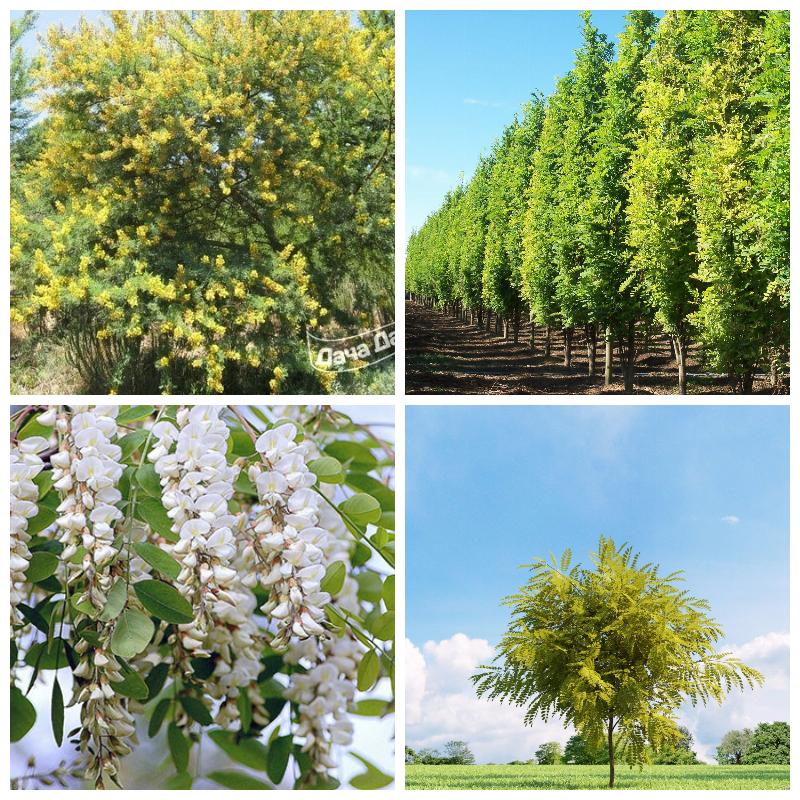 Купить акацию в Москве