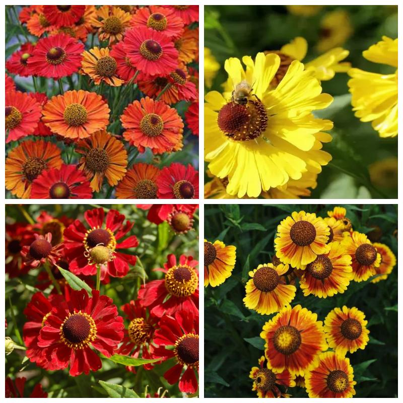 Купить саженцы многолетнего гелениума