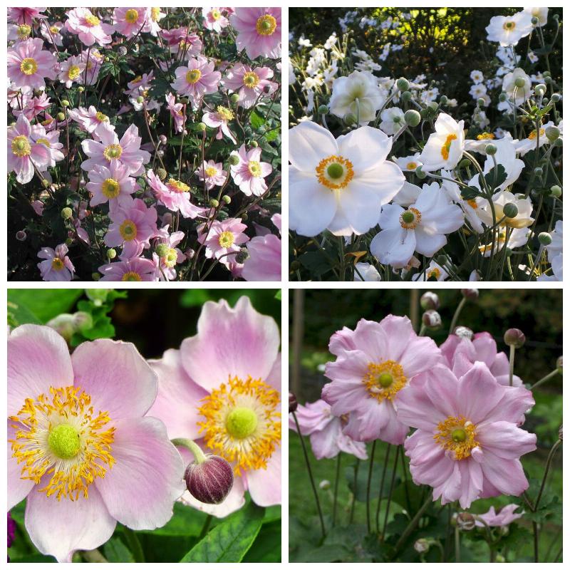 Купить анемоны гибридные