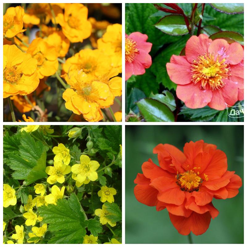 Купить рассаду гравилата