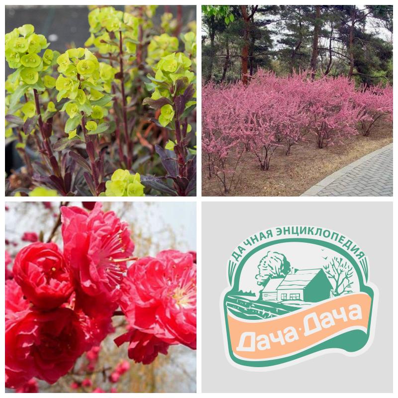 Миндаль трехлопастный (сакуру северную)