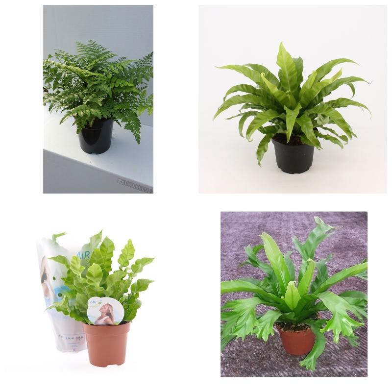 Купить асплениум