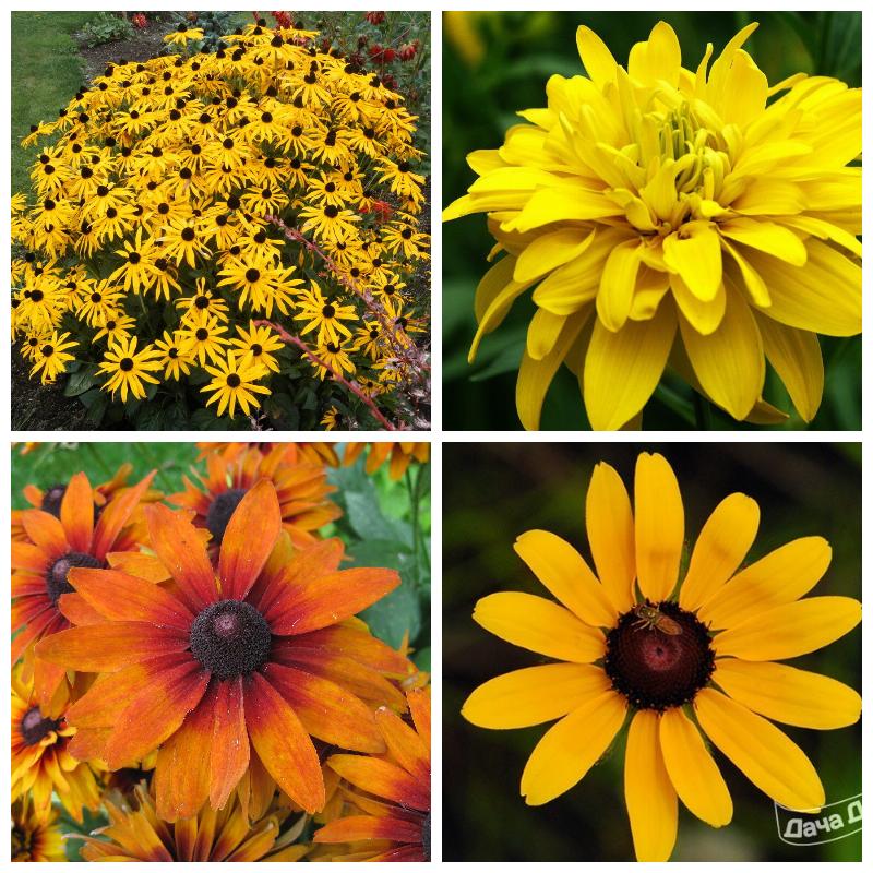 Купить саженцы многолетних рудбекий