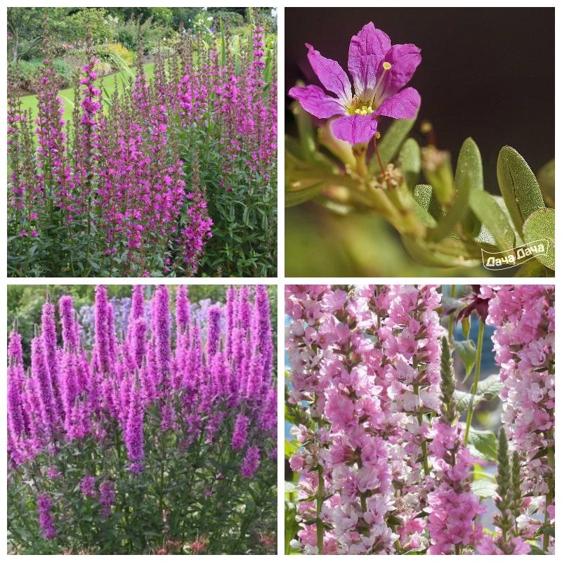 Купить саженцы дербенника