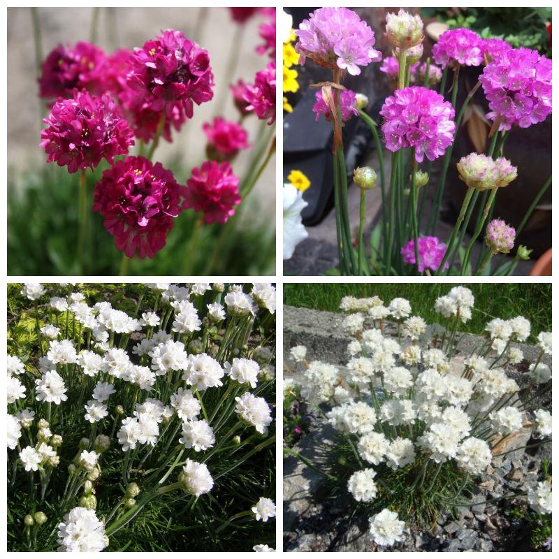 Купить рассаду и саженцы армерии