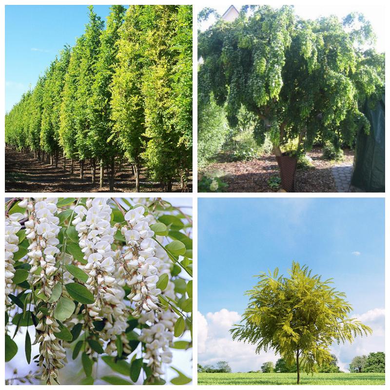 Купить белую акацию