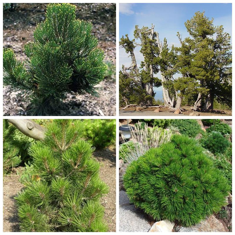 Белую сосну