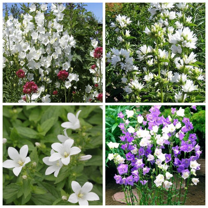 Купить белый колокольчик