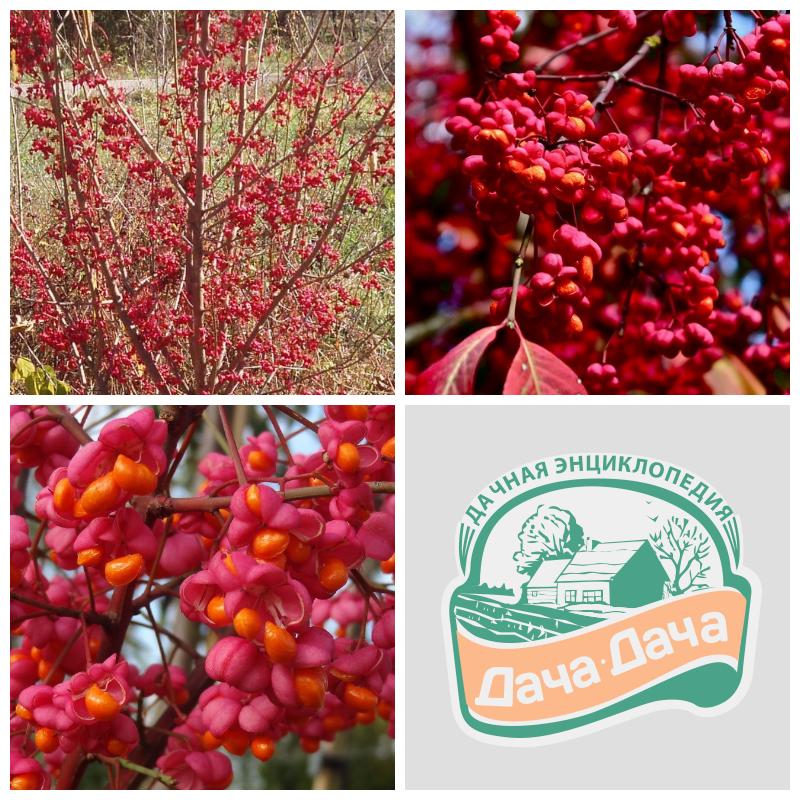 Купить бересклет европейский