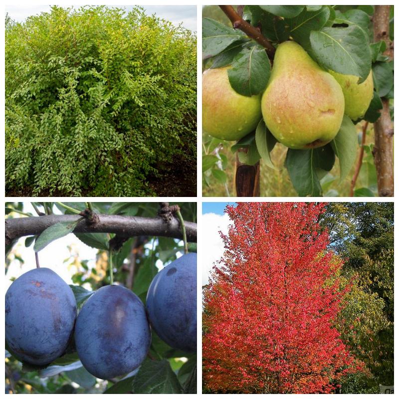 Выбрать лучшие саженцы деревьев (все виды и сорта)