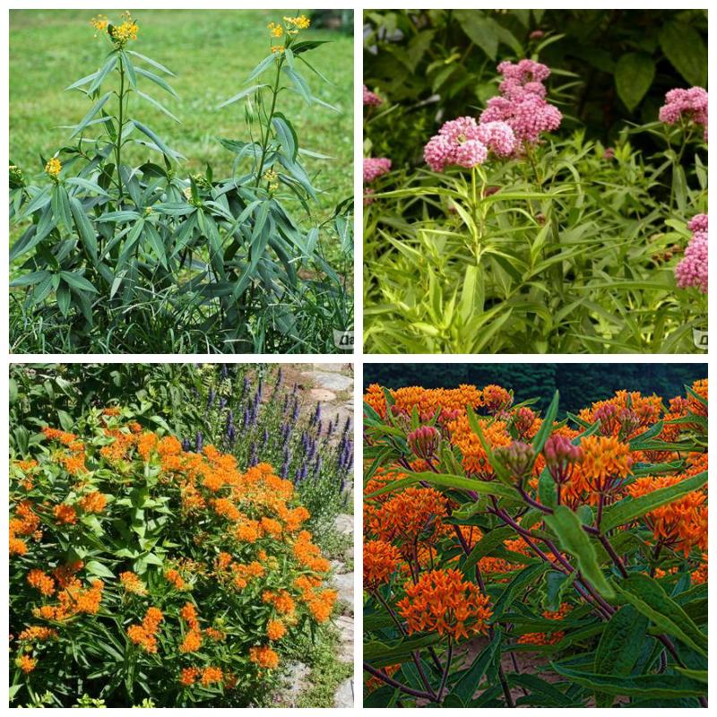 Купить саженцы ваточника