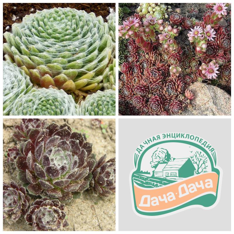 Купить молодило паутинистое