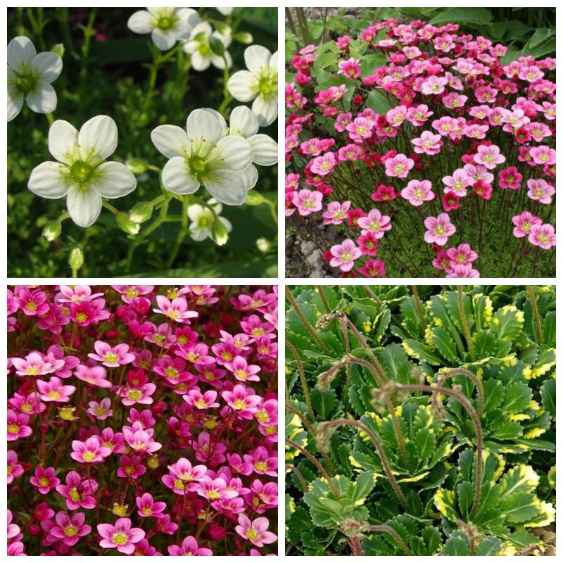 Купить камнеломку (большой каталог, все сорта)