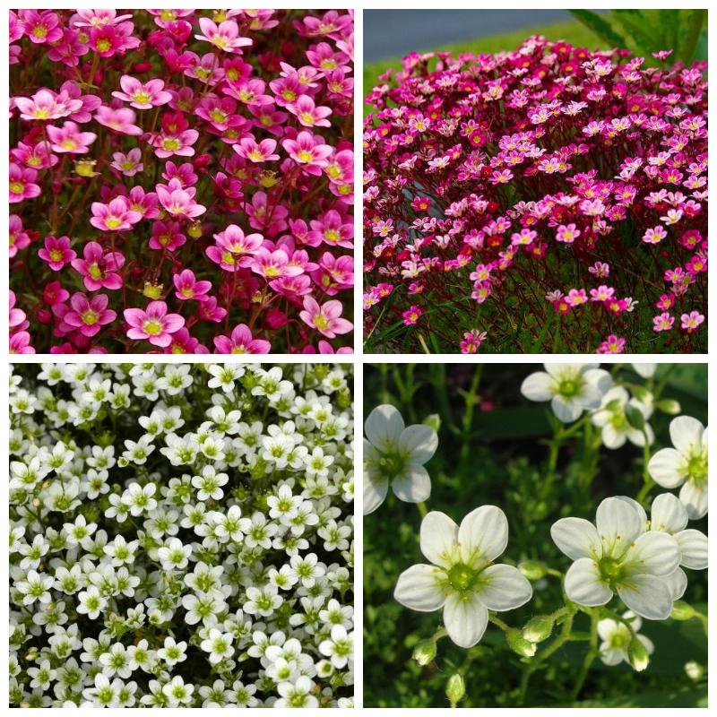 Купить камнеломку Арендса