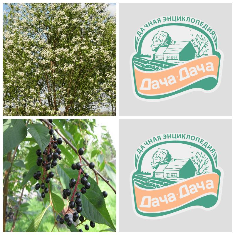 Черемуху Маака