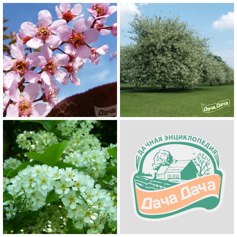 Купить саженцы черемухи обыкновенной