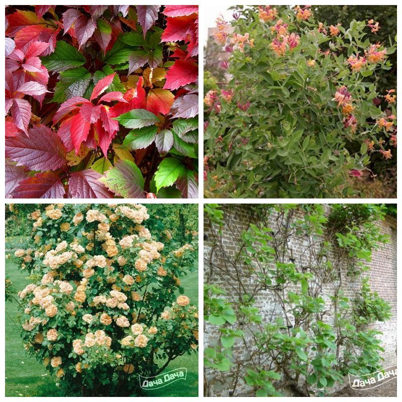 Выбрать лучшие лианы (все виды и сорта)