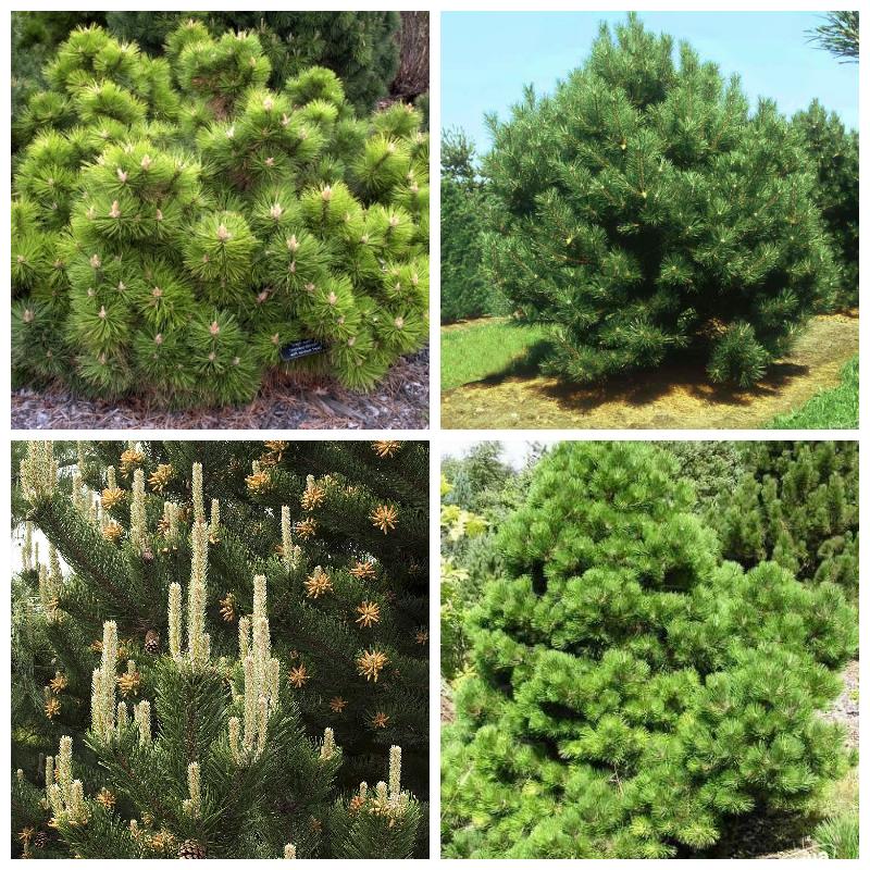 Черную сосну