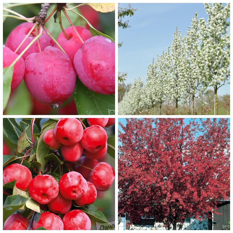 Купить декоративную яблоню