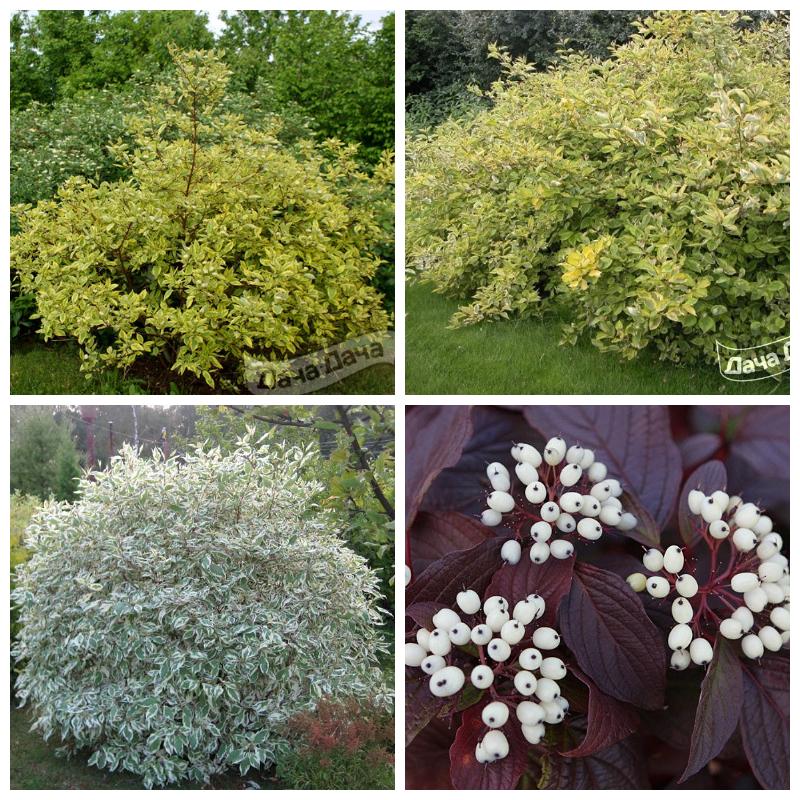 Купить саженцы и кусты белого дерена