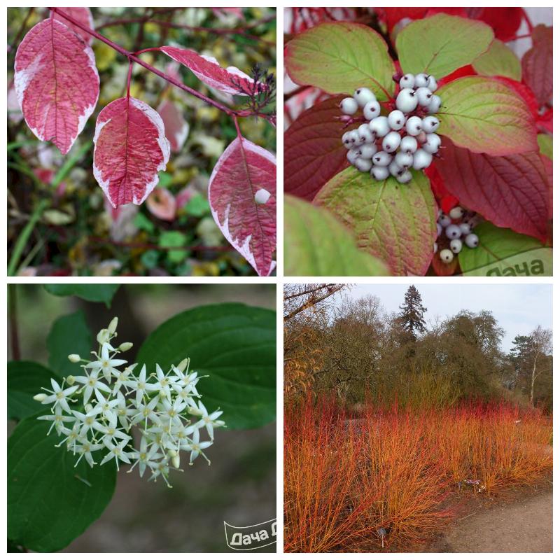 Купить саженцы и кусты кроваво-красного дерена